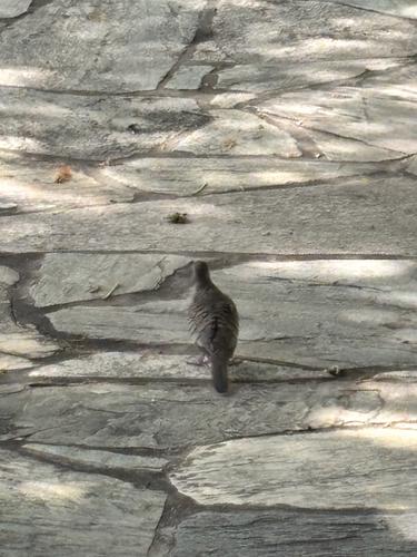 Geopelia striata, 2026-10-23