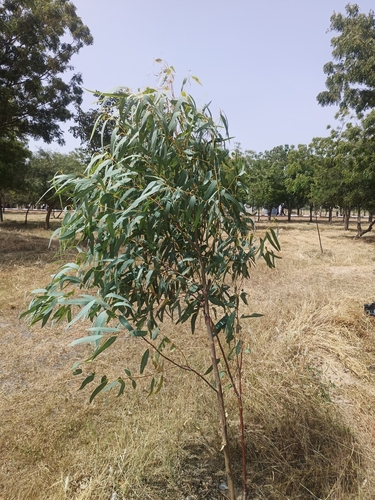 Eucalyptus camaldulensis observed 2026-10-23