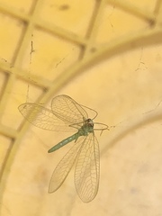 Chrysoperla pudica-group