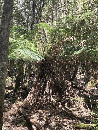 Dicksonia antarctica observed 2026-10-24