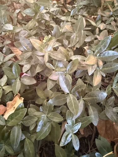 lesser periwinkle photograph by the iNaturalist community