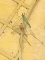 Chrysoperla pudica-group