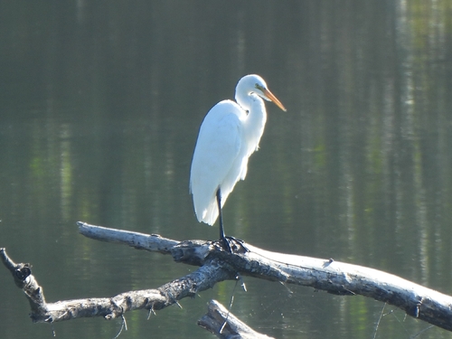 iNaturalist image