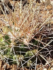 Coryphantha robustispina uncinata