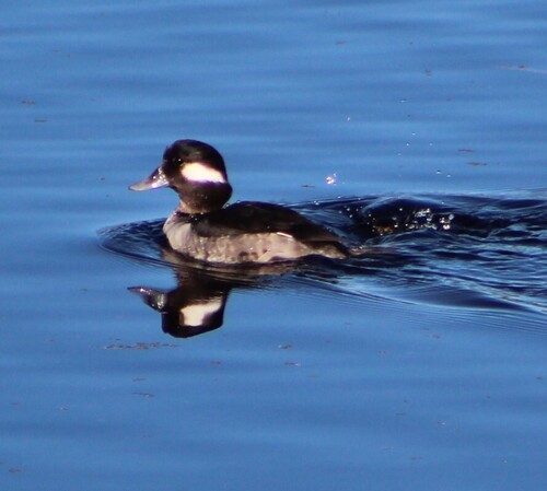 Bufflehead photograph by the iNaturalist community