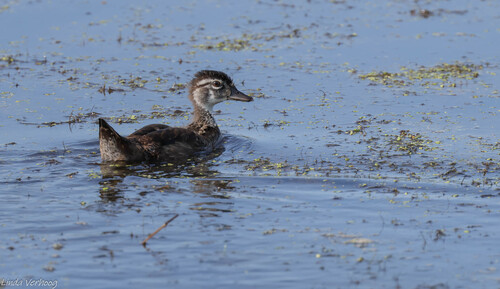 iNaturalist image