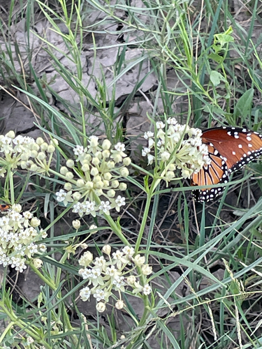horsetail milkweed