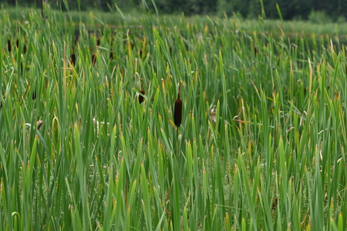 broadleaf cattail photograph by the iNaturalist community
