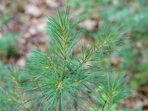 eastern white pine photograph by the iNaturalist community
