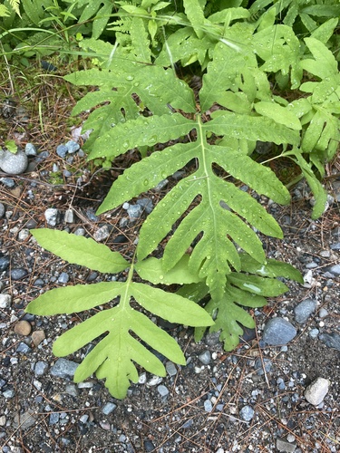 sensitive fern photograph by the iNaturalist community
