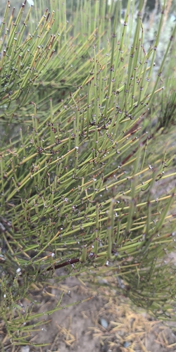 Ephedra nevadensis observed 2026-10-23