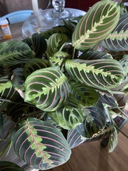 Maranta