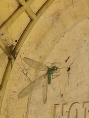 Chrysoperla pudica-group