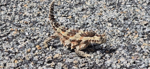 Acanthosaura, 2026-10-23