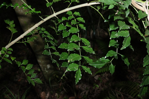 Fraxinus griffithii observed 2026-10-23