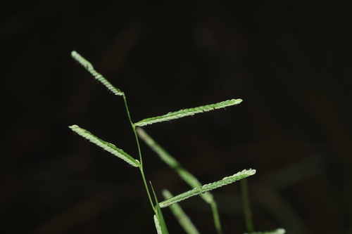 Paspalum scrobiculatum observed 2026-10-23