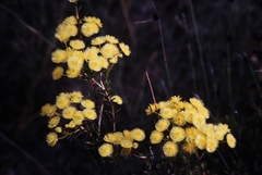 Verticordia grandiflora