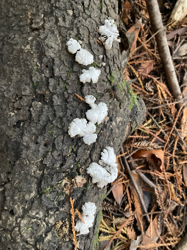 splitgill mushroom photograph by the iNaturalist community