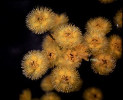 Verticordia grandiflora