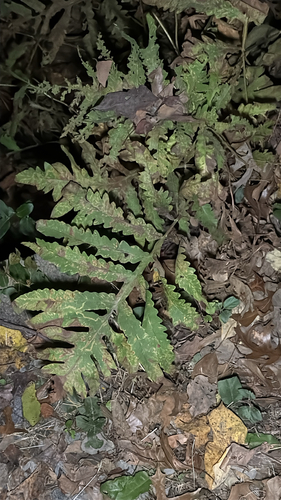 sensitive fern photograph by the iNaturalist community