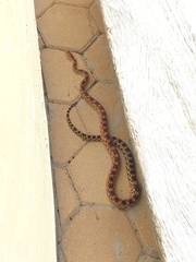 Pituophis vertebralis