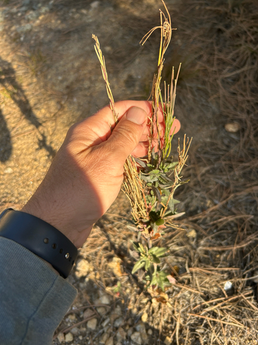 Turritis glabra observed 2026-10-23