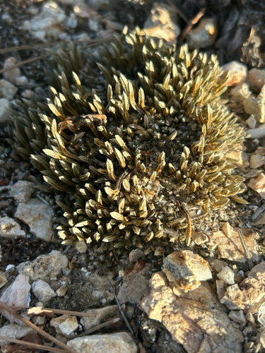 Selaginella densa observed 2026-10-23
