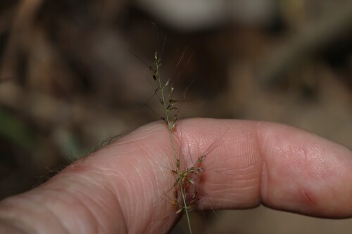 Melinis minutiflora observed 2026-10-23