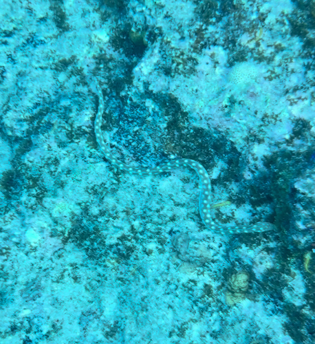 Myrichthys observed 2026-10-23