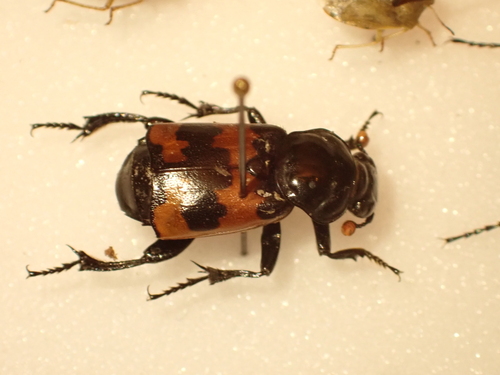 Margined Sexton Beetle
