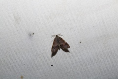 Mellilla xanthometata