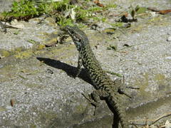Podarcis muralis colosii