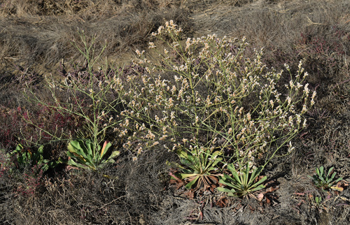 Limonium solanderi observed 2026-08-20