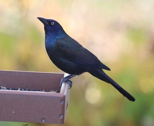 Common Grackle photograph by the iNaturalist community