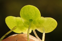 Lemna minuta