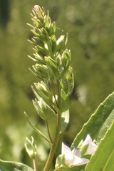 Veronica anagallis-aquatica