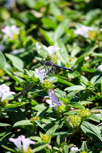Blue Dasher photograph by the iNaturalist community