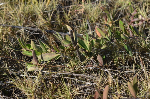Vincetoxicum carnosum observed 2026-08-20