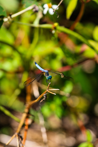 Blue Dasher photograph by the iNaturalist community