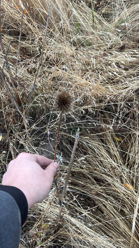 wild teasel photograph by the iNaturalist community