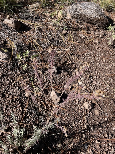 Descurainia pinnata