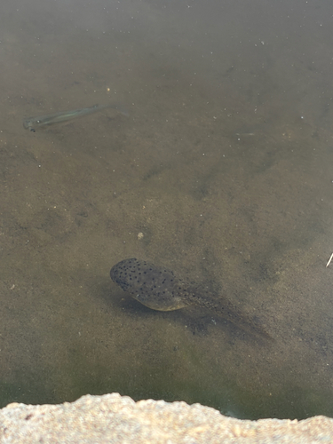 American Bullfrog photograph by the iNaturalist community