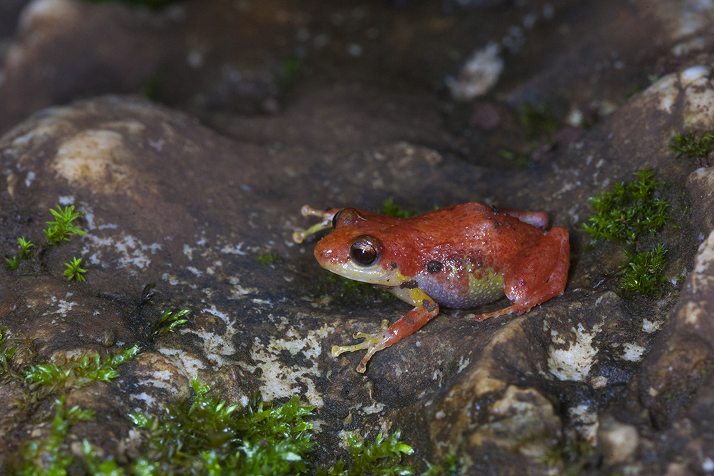 Colonia Robber Frog
