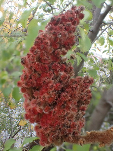 staghorn sumac photograph by the iNaturalist community