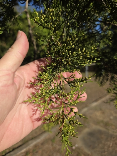 eastern redcedar photograph by the iNaturalist community