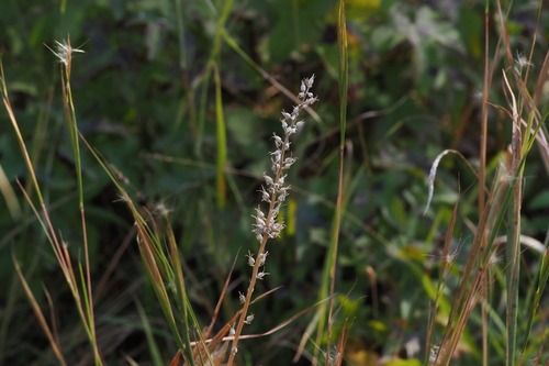Aletris farinosa observed 2026-10-23