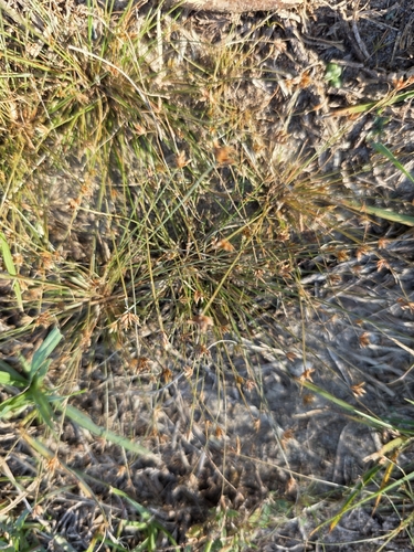 Bulbostylis barbata observed 2026-10-23