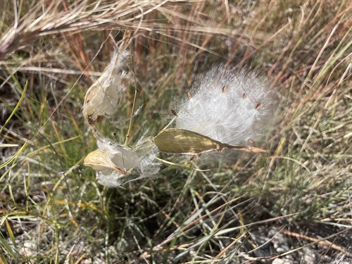 horsetail milkweed