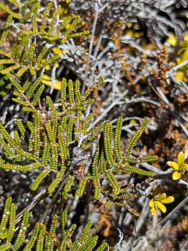 Gleichenia dicarpa observed 2026-10-21