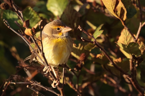 Dickcissel
